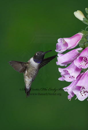 Archilochus alexandri  BLACK-CHINNED HUMMINGBIRD 6025902
