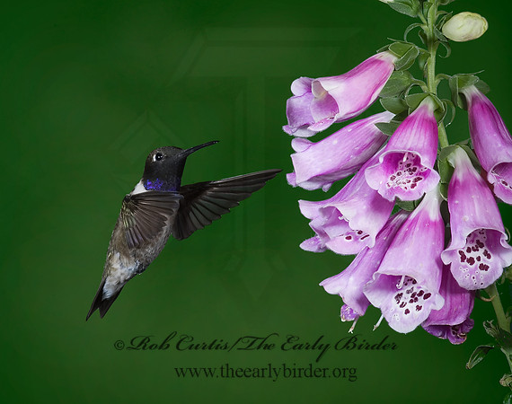 Archilochus alexandri  BLACK-CHINNED HUMMINGBIRD 6025889