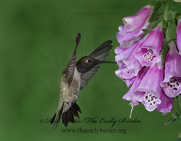Archilochus alexandri  BLACK-CHINNED HUMMINGBIRD 6025875
