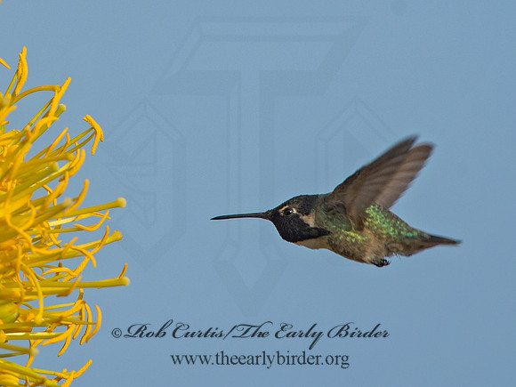 Calypte costae  COSTA'S HUMMINGBIRD 9056608