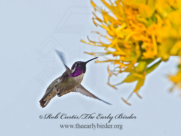 Calypte costae  COSTA'S HUMMINGBIRD 9056622
