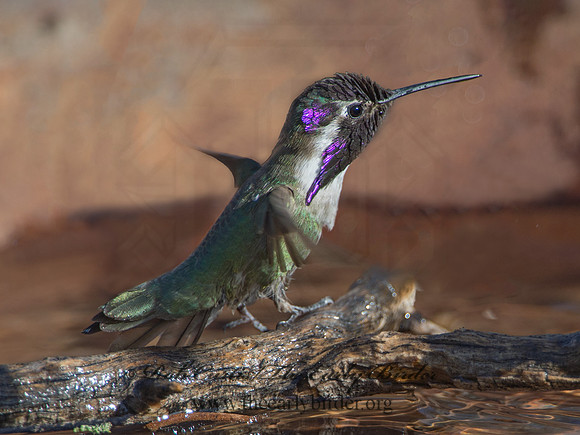Calypte costae  COSTA'S HUMMINGBIRD 9056562