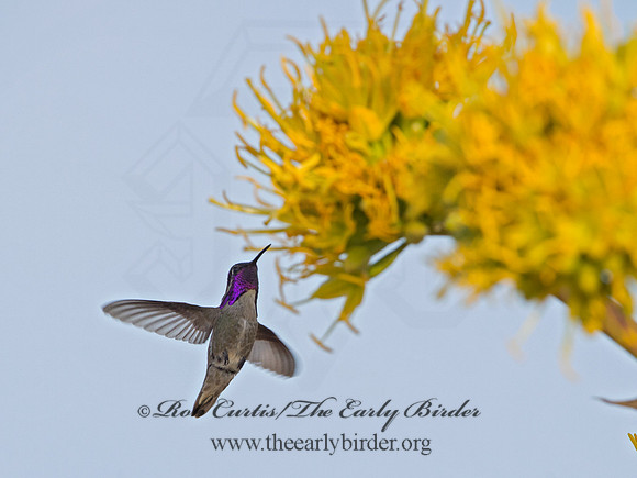 Calypte costae  COSTA'S HUMMINGBIRD 9056621