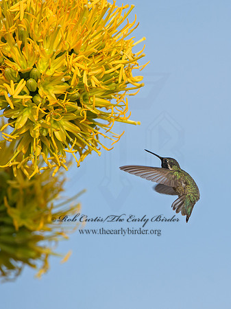 Calypte costae  COSTA'S HUMMINGBIRD 9056640