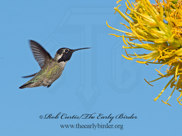 Calypte costae  COSTA'S HUMMINGBIRD 9056667