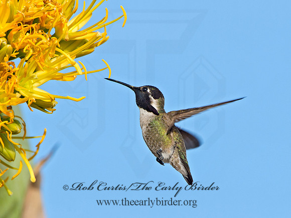 Calypte costae  COSTA'S HUMMINGBIRD 9056658