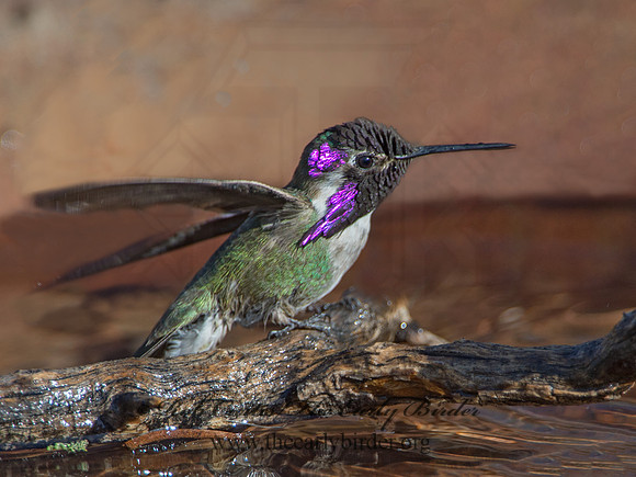 Calypte costae  COSTA'S HUMMINGBIRD 9056563