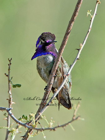 Calypte costae  COSTA'S HUMMINGBIRD 9056770