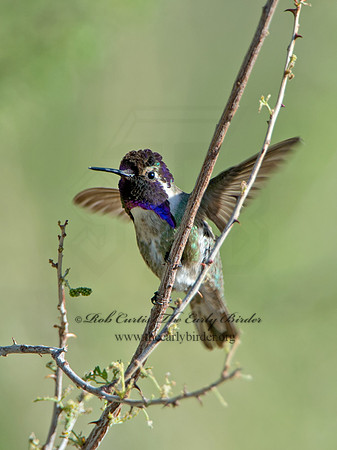 Calypte costae  COSTA'S HUMMINGBIRD 9056771