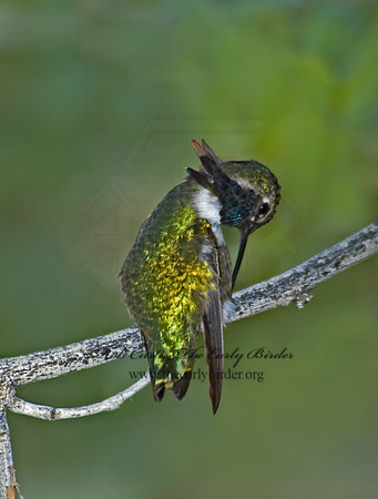 Calypte costae  COSTA'S HUMMINGBIRD 5005510 .