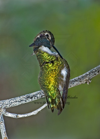 Calypte costae  COSTA'S HUMMINGBIRD 5005511 .