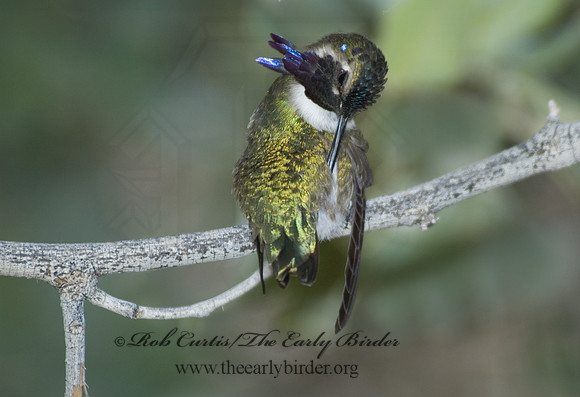 Calypte costae  COSTA'S HUMMINGBIRD 5005506 .