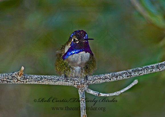 Calypte costae  COSTA'S HUMMINGBIRD 5005520.