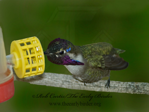 Calypte costae  COSTA'S HUMMINGBIRD 5005500.