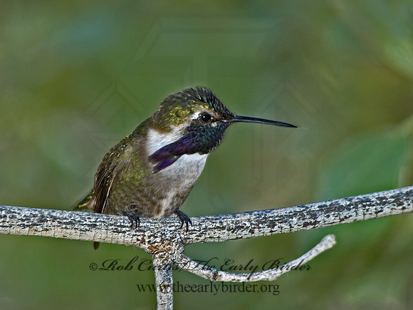 Calypte costae  COSTA'S HUMMINGBIRD 5005522 .
