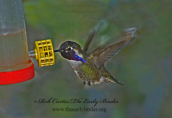 Calypte costae  COSTA'S HUMMINGBIRD 5005512 .