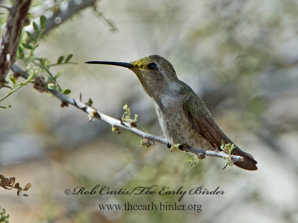 Calypte costae  COSTA'S HUMMINGBIRD 9056732