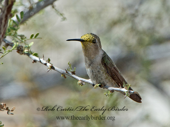Calypte costae  COSTA'S HUMMINGBIRD 9056731