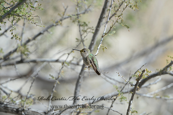 Calypte costae  COSTA'S HUMMINGBIRD 9056790 copy