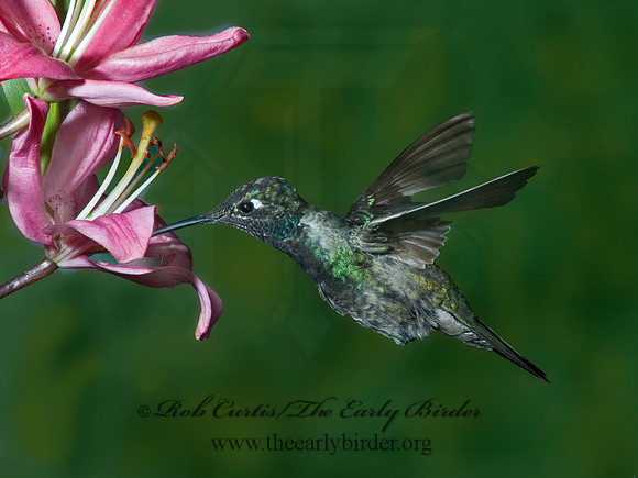 Eugenes fulgens  MAGNIFICENT  HUMMINGBIRD 5005911.