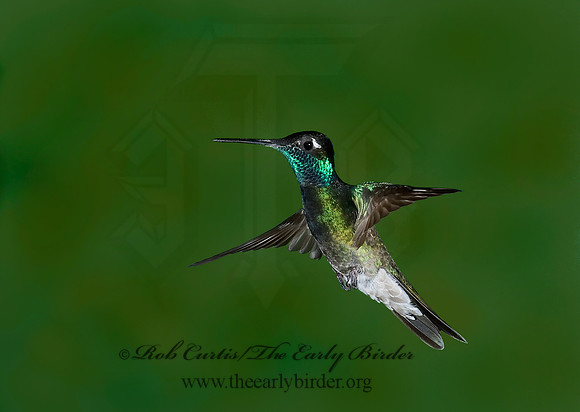 Eugenes fulgens  MAGNIFICENT  HUMMINGBIRD 6026955.