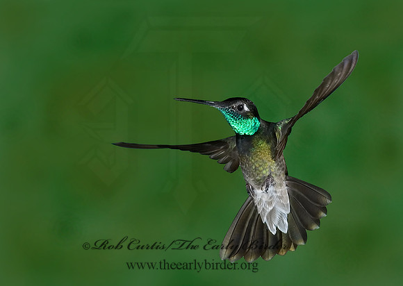 Eugenes fulgens  MAGNIFICENT  HUMMINGBIRD 6026954.
