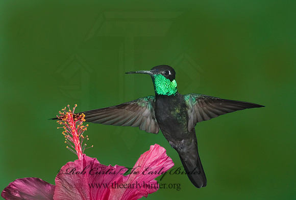 Eugenes fulgens  MAGNIFICENT  HUMMINGBIRD 6026959.