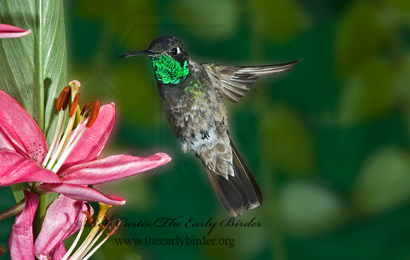 Eugenes fulgens  MAGNIFICENT  HUMMINGBIRD 5005917.