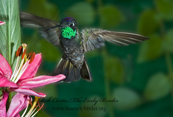 Eugenes fulgens  MAGNIFICENT  HUMMINGBIRD 5005915.