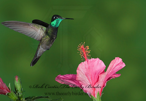 Eugenes fulgens  MAGNIFICENT  HUMMINGBIRD 6026965.