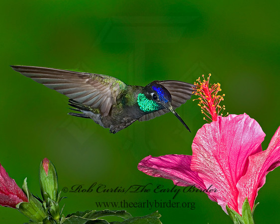 Eugenes fulgens  MAGNIFICENT  HUMMINGBIRD 6026963 .