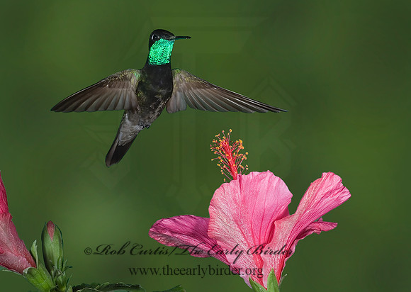 Eugenes fulgens  MAGNIFICENT  HUMMINGBIRD 6026968.