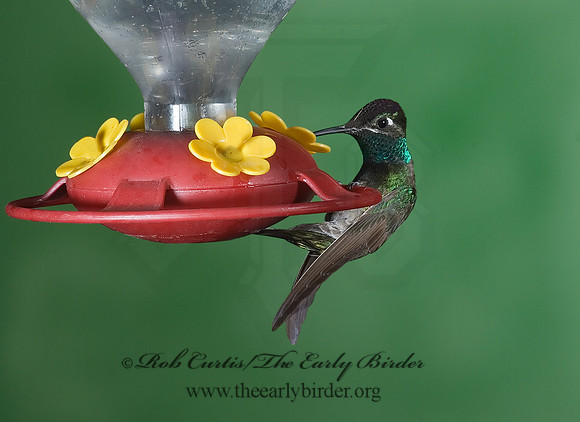 Eugenes fulgens  MAGNIFICENT  HUMMINGBIRD 6026953.
