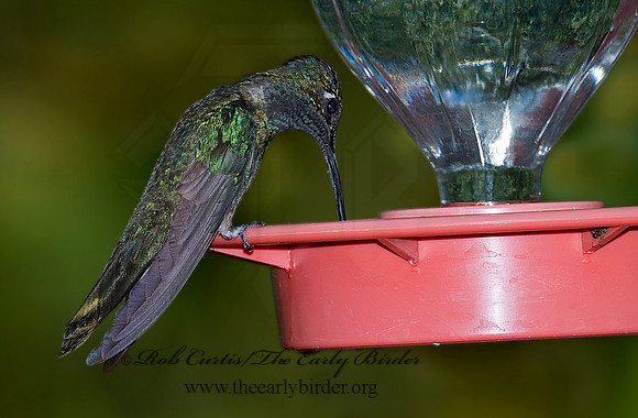 Eugenes fulgens  MAGNIFICENT  HUMMINGBIRD 7008860.