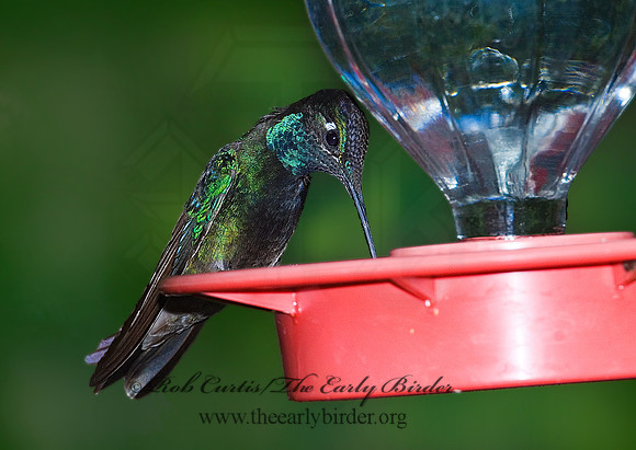 Eugenes fulgens  MAGNIFICENT  HUMMINGBIRD 7008844.