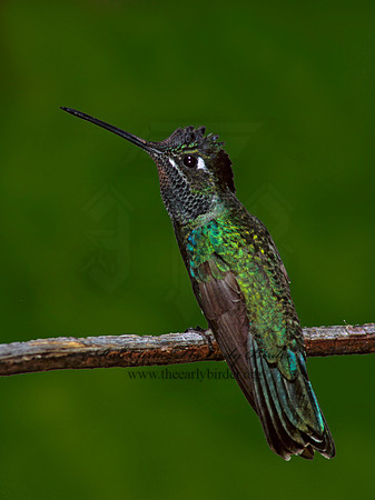 Eugenes fulgens  MAGNIFICENT  HUMMINGBIRD 92913.