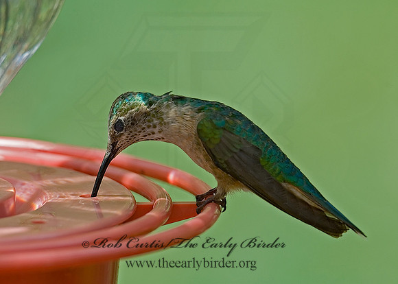 Eugenes fulgens  MAGNIFICENT  HUMMINGBIRD 7008853.