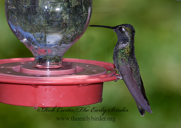 Eugenes fulgens  MAGNIFICENT  HUMMINGBIRD 7008855.