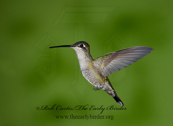 Eugenes fulgens  MAGNIFICENT  HUMMINGBIRD 6026956.