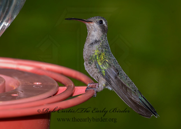 Eugenes fulgens  MAGNIFICENT  HUMMINGBIRD 7008856.