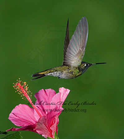 Eugenes fulgens  MAGNIFICENT  HUMMINGBIRD 6026967.