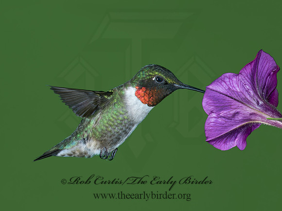 Archilochus colubris  RUBY-THROATED HUMMINGBIRD 9023767