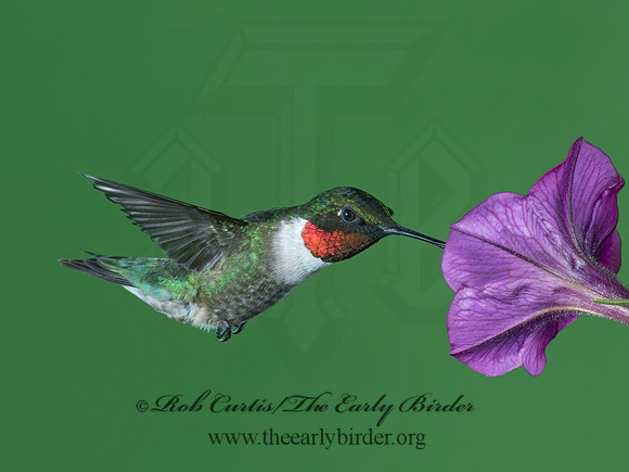 Archilochus colubris  RUBY-THROATED HUMMINGBIRD 9023763