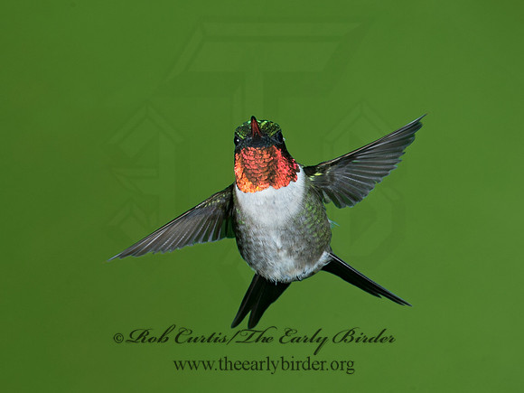 Archilochus colubris  RUBY-THROATED HUMMINGBIRD 9023770