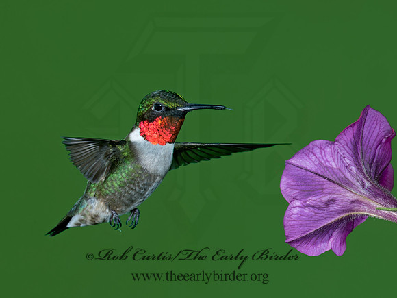 Archilochus colubris  RUBY-THROATED HUMMINGBIRD 9023762