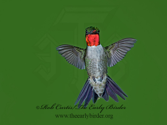 Archilochus colubris  RUBY-THROATED HUMMINGBIRD 9023778-2