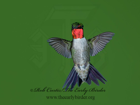 Archilochus colubris  RUBY-THROATED HUMMINGBIRD 9023778