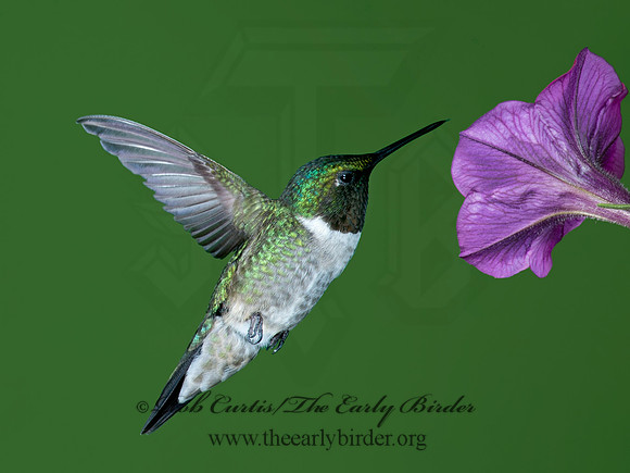 Archilochus colubris  RUBY-THROATED HUMMINGBIRD 9023779