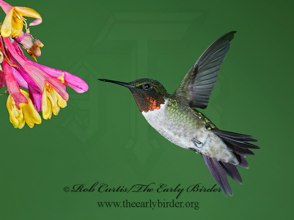 Archilochus colubris  RUBY-THROATED HUMMINGBIRD 9023782