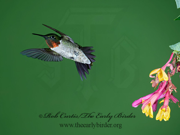 Archilochus colubris  RUBY-THROATED HUMMINGBIRD 9023786